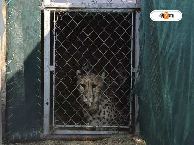 ভারতে আসছে ৮টি চিতা