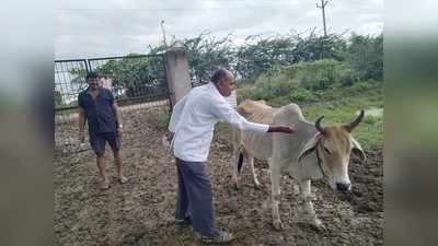 Lampi Virus : हमीरपुर में लम्पी वायरस को लेकर पशुपालन विभाग अलर्ट, 15000 गौवंश को लगाई गई वैक्सीन