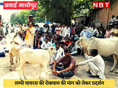 Sawai Madhopur News : कलक्ट्रेट में गायों की आरती और गहलोत सरकार की सदबुद्धि के लिए हनुमान चालीसा पढ़ी गई