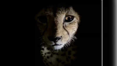 Cheetah Coming To India: नामीबिया से चीतों को लेकर रवाना हुआ प्लेन, सीएम शिवराज ने किया ट्वीट- हमें मेहमानों का इंतजार