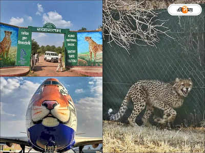Cheetah From Namibia : ৭৪ বছর পর দেশে ফিরল চিতা, সাজ সাজ রব মধ্যপ্রদেশের জাতীয় উদ্যানে