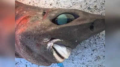 मछुआरे को समुद्र की गहराई में मिली दुर्लभ शार्क, मछली की आंखों ने किया हैरान