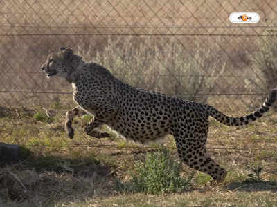 Cheetah In India : দেখি ওদের কে মারতে আসে, চিতাদের বডিগার্ড চম্বল দস্যু রাকেশ