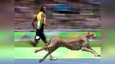 Cheetah vs Usain Bolt: चीते को टक्कर देते हैं उसैन बोल्ट, क्या होगा जब दोनों साथ दौड़े?
