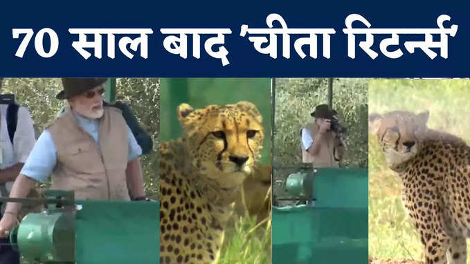 Cheetah in Kuno: पीएम मोदी ने लिवर घुमाया और आजाद हो गए चीते... कूनो की ये तस्‍वीरें गर्व से भर देंगी