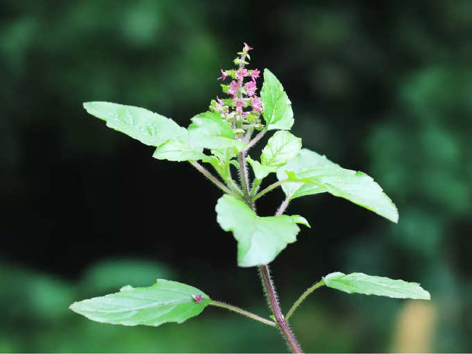 ​ತುಳಸಿ ಎಲೆಗಳು