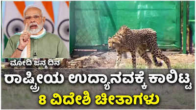 Cheetah |  ಪ್ರಧಾನಿ ಮೋದಿ 72ನೇ ಜನ್ಮದಿನ: ಮಧ್ಯ ಪ್ರದೇಶದ ಕುನೋ ಕಾಡಿಗೆ ಕಾಲಿಟ್ಟ  ನಮೀಬಿಯಾದ 8 ಚೀತಾಗಳು