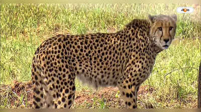 Cheetah in India : মুখ খুলল নামিবিয়া থেকে আসা চিতা, শুনে নিন কেমন করে ডাকছে তারা