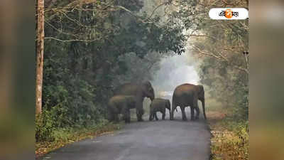 Alipurduar News: ওপার বাংলার পর্যটকদের নিয়ে আশার আলো দেখছেন ডুয়ার্সের পর্যটন ব্যবসায়ীরা