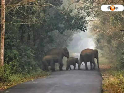 Alipurduar News: ওপার বাংলার পর্যটকদের নিয়ে আশার আলো দেখছেন ডুয়ার্সের পর্যটন ব্যবসায়ীরা