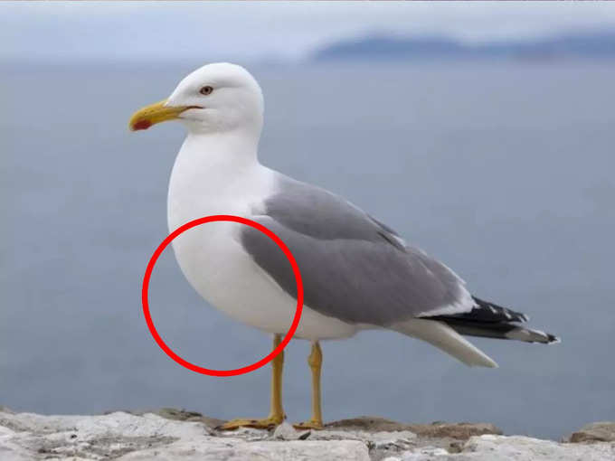 Seagull