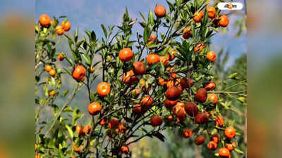 Darjeeling Orange Garden: ফলন ভালো, কমলা চাষকে কেন্দ্র করে নতুন করে স্বপ্ন দেখছে পাহাড়