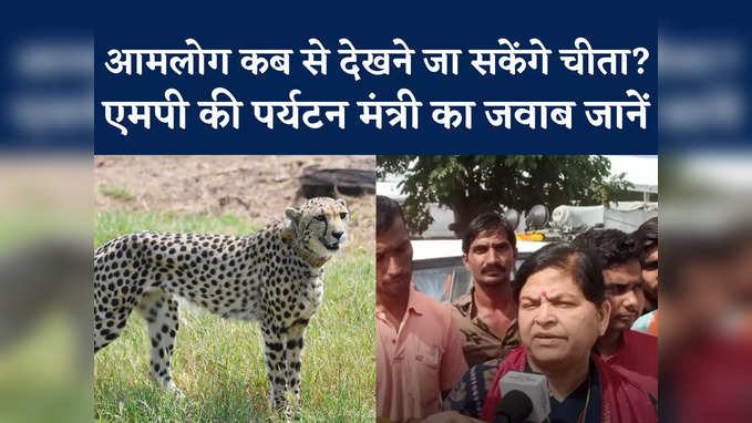 Cheetah: चीते की चाल कब देखेंगे हम और आप? एमपी की पर्यटन मंत्री उषा ठाकुर से जानिए