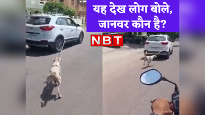 Dog Cruelty Video: कुत्ते के गले में रस्सी बांध कार से घसीट रहा था डॉक्टर... वीडियो देख लोगों ने पूछा, जानवर कौन है?