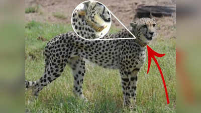 Cheetah in India: চিতার গতিবিধি ও স্বাস্থ্যে কড়া নজর, কী ভাবে কাজ করে গলার ‘হাই-টেক’ ডিভাইস?