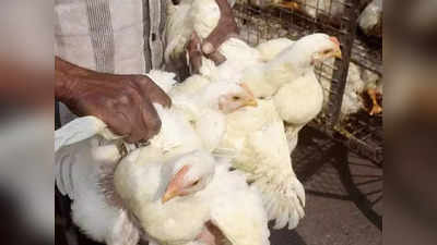 Chicken Price: চিকেন 230 পার, সোমবার চড়া মাছ বাজারও!