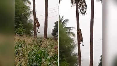 नारियल के पेड़ पर भिड़े दो शिकारी, IFS ने शेयर किया चौंकाने वाला वीडियो