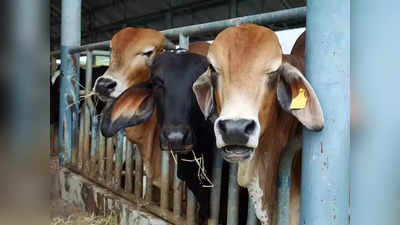 Lucknow News: लखनऊ में गाय पालना चाहते हैं? 30 नहीं, अब 500 रुपये दीजिए जनाब, 16 गुना बढ़ी रजिस्ट्रेशन फीस
