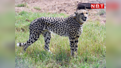 Cheetah News : चीतों को भारत में बसाने में आसानी से सफलता नहीं मिलने वाली, ऐसा क्यों कह रहे चीता एक्सपर्ट