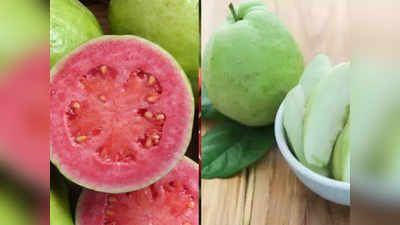 guava fruit : சிவப்பு கொய்யா Vs வெள்ளை கொய்யா - ரெண்டில் எது சிறந்தது?... எப்படி பார்த்து வாங்கணும்...