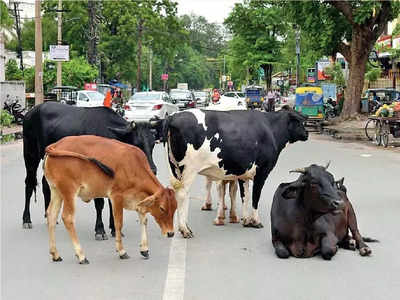 માલધારીઓ સામે ઝૂકી રાજ્ય સરકાર! ઢોર નિયંત્રણ કાયદો રદ કરવામાં આવે તેવી શક્યતા