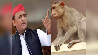 Akhilesh Yadav: डीएम के चश्मे की तरह क्या बंदर पकड़ने का फंड भी बंदर ले उड़े... अखिलेश ने ली एक और चुटकी