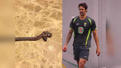 Mitchell Johnson: मिचेल जॉनसन के होटल रूम में निकला सांप, सोशल मीडिया पर मांगी मदद, सामने आई बड़ी लापरवाह