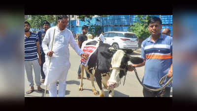 भाजप आमदाराने थेट विधानभवनलाच आणली गाय; पुढे असे काही घडले की फजितीच झाली