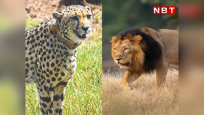 Cheetah vs Lion : आखिर चीता को दुश्मन क्यों मानता है शेर, लड़ाई हुई तो कौन जीतेगा?