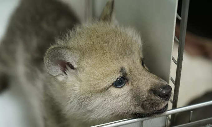 arctic wolf