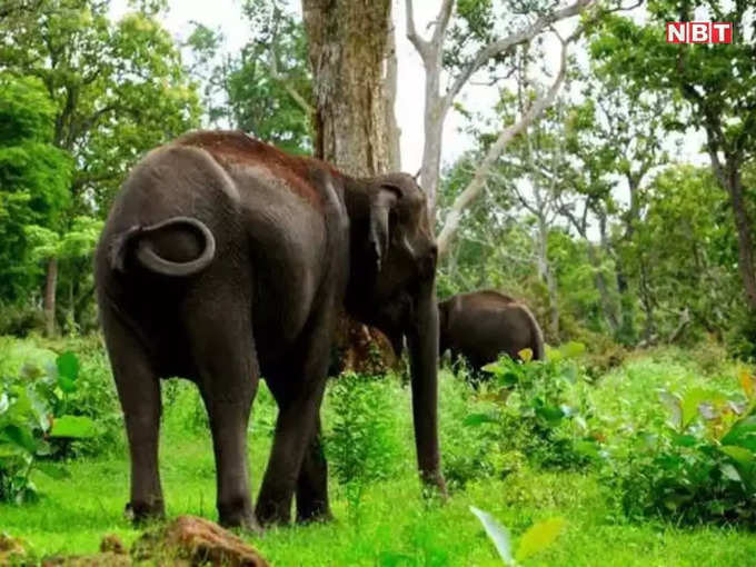 बेतला नेशनल पार्क की शान हैं हाथी