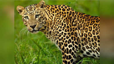 Leopard: సాయంత్రం ఆరు దాటితే బయటికి రావొద్దు.. ఫారెస్ట్ అధికారుల హెచ్చరిక