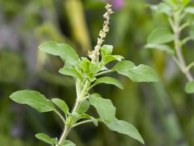 ​ತುಳಸಿ ಎಲೆಗಳ ಬಳಕೆ