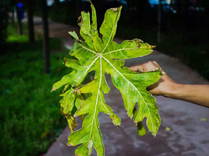 ​ಪಪ್ಪಾಯ ಎಲೆ