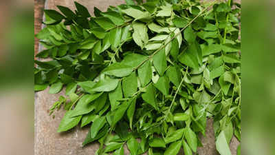 Curry leaves: കറിവേപ്പില ഒരു വര്‍ഷം വരെ കേട് കൂടാതെ സൂക്ഷിക്കാം; ഈ വിദ്യകളൊന്ന് പരീക്ഷിക്കൂ