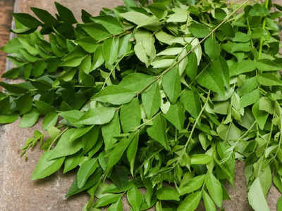 Curry leaves: കറിവേപ്പില ഒരു വര്‍ഷം വരെ കേട് കൂടാതെ സൂക്ഷിക്കാം; ഈ വിദ്യകളൊന്ന് പരീക്ഷിക്കൂ