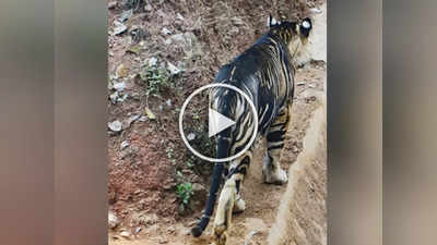चमत्कार! भारतात पहिल्यांदाच दिसला काळा वाघ, व्हिडीओ पाहून व्हाल हैराण