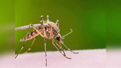 Dengue Treatment: ডেঙ্গিতে আক্রান্ত হয়ে শিলিগুড়িতে মৃত শিশু, পুজোর আগে বাড়ছে আতঙ্ক