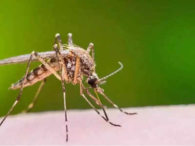 Dengue Treatment: ডেঙ্গিতে আক্রান্ত হয়ে শিলিগুড়িতে মৃত শিশু, পুজোর আগে বাড়ছে আতঙ্ক