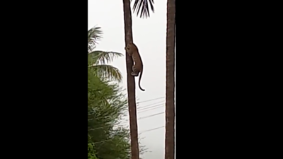 Leopard Viral video: தென்னை மரத்தில் சரசரவென்று ஏறும் சிறுத்தை!