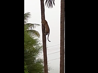 Leopard Viral video: தென்னை மரத்தில் சரசரவென்று ஏறும் சிறுத்தை!