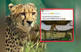 Cheetah Funny Memes: नामीबियाई चीतों को रास आया कूनो नेशनल पार्क, Twitter पर वायरल हुए मजेदार Memes