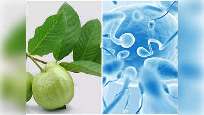 Guava Leaves Benefits for Mens Health: শুধু ফল নয়, এর পাতাও পুরুষের ফার্টিলিটি বাড়ায়, জোয়ান ছেলের মতোই ঘনিষ্ঠতার শক্তি মিলবে