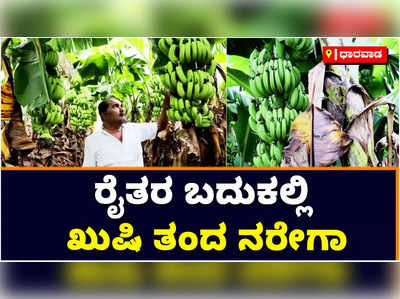 Nrega: ಬೀದರ್‌ ರೈತರ ಬದುಕಿನಲ್ಲಿ ಖುಷಿ ತಂದ ನರೇಗಾ; ಬಾಳೆ ಬೆಳೆದು ಭರ್ಜರಿ ಆದಾಯದ ನಿರೀಕ್ಷೆಯಲ್ಲಿ ಅನ್ನದಾತ