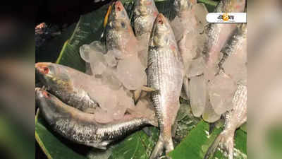 Hilsa Fish: ভারতে বন্ধ হচ্ছে পদ্মার রূপোলি শস্য রফতানি? ঢাকা হাইকোর্টে দাখিল মামলা