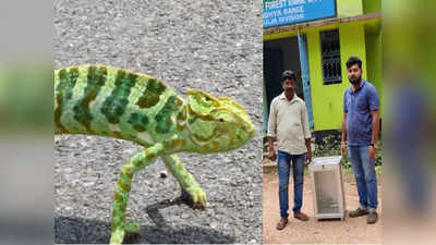 Chameleon: বাঘমুন্ডিতে উদ্ধার ক্যামিলিয়ন, তুলে দেওয়া হয়েছে বন দফতরের হাতে