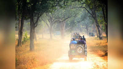 Wild Life Sanctuaries: అక్టోబర్‌లో ఈ పులుల సంరక్షణ కేంద్రాలకు వెళ్లిరండి..!