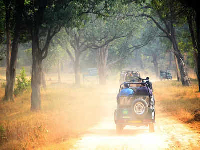 Wild Life Sanctuaries: అక్టోబర్‌లో ఈ పులుల సంరక్షణ కేంద్రాలకు వెళ్లిరండి..!