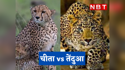 Cheetah vs Leopard : भारत आए विदेशी चीतों को इनसे है खतरा? ये खूंखार लड़ाके भी उसी जंगल में हैं