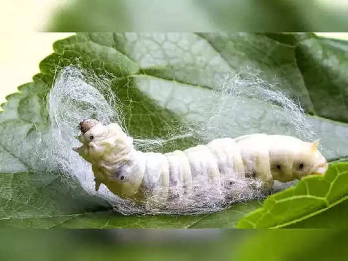 silkworm